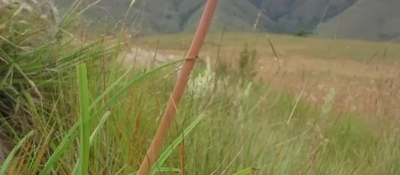 Kniphofia galpinii