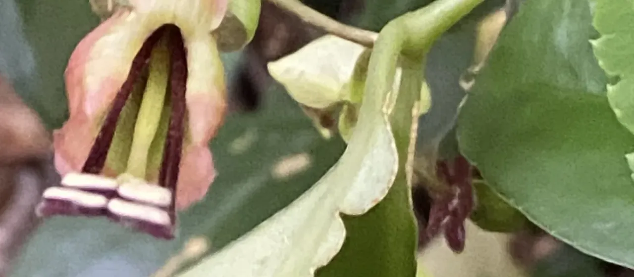 Aeschynanthus acuminatus