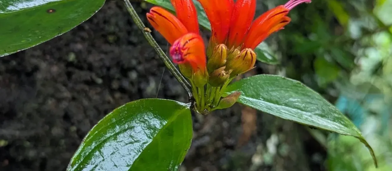 Aeschynanthus parviflorus