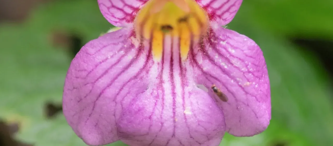Henckelia urticifolia
