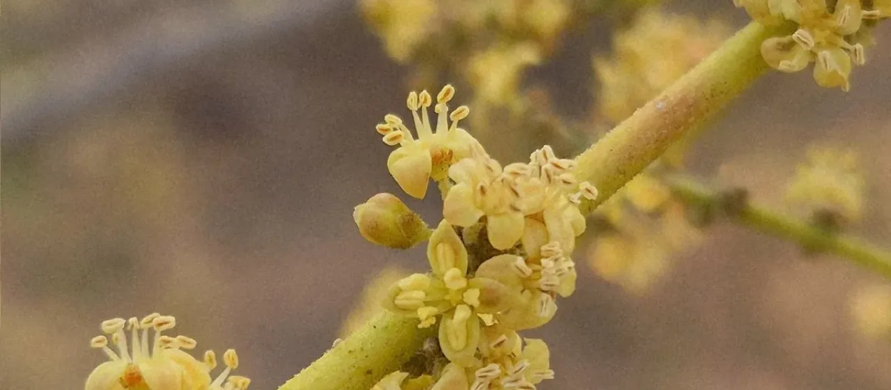 Lannea coromandelica