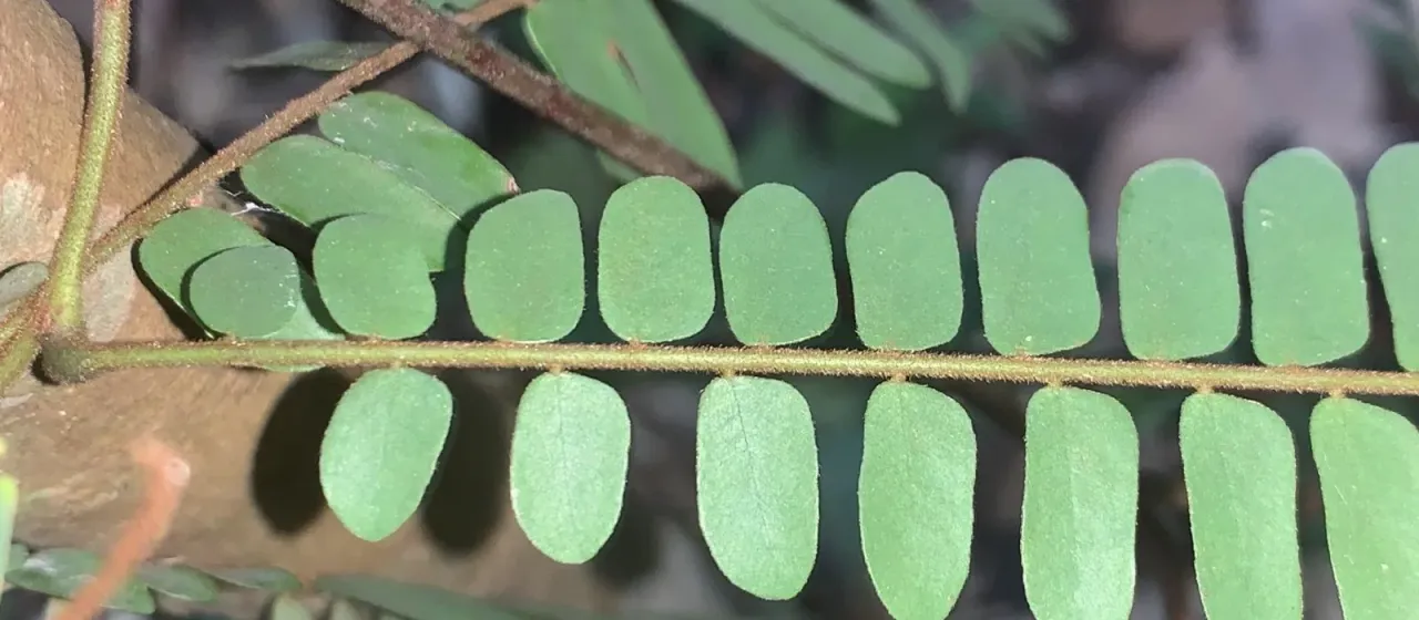 Rourea fulgens
