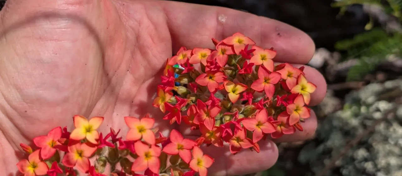 Kalanchoe lateritia