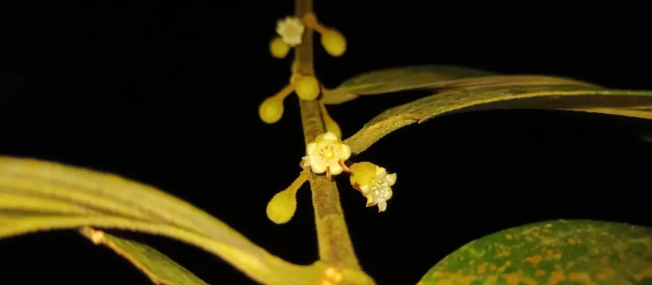 Pellacalyx axillaris