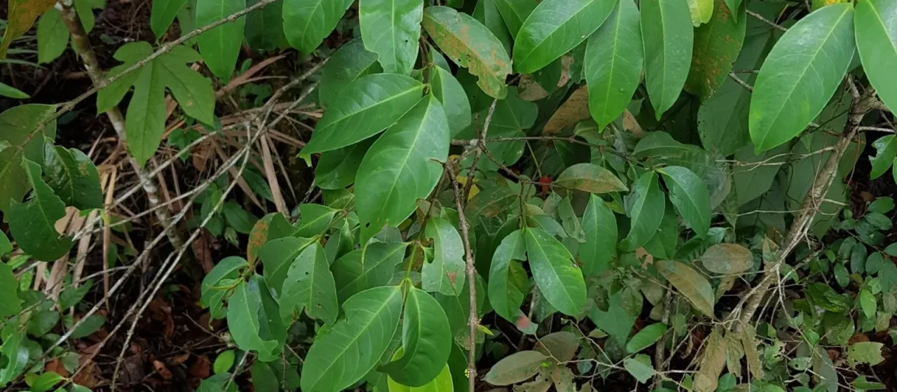 Gynotroches axillaris