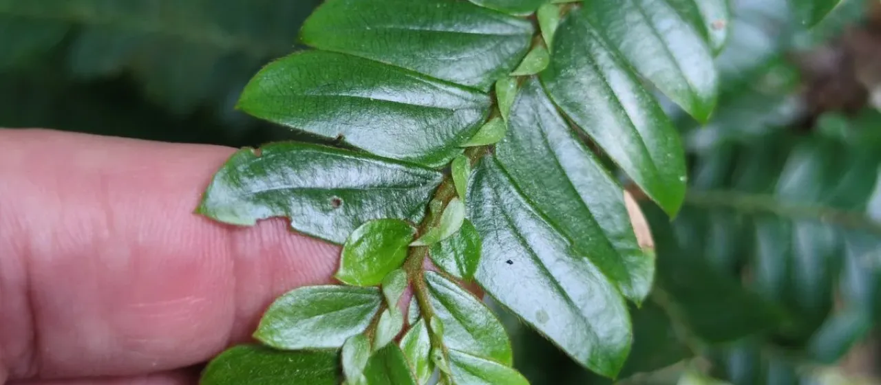 Anisophyllea disticha