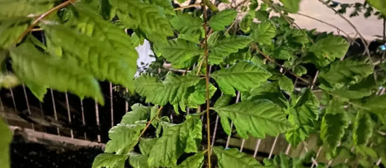 Goldenrain tree