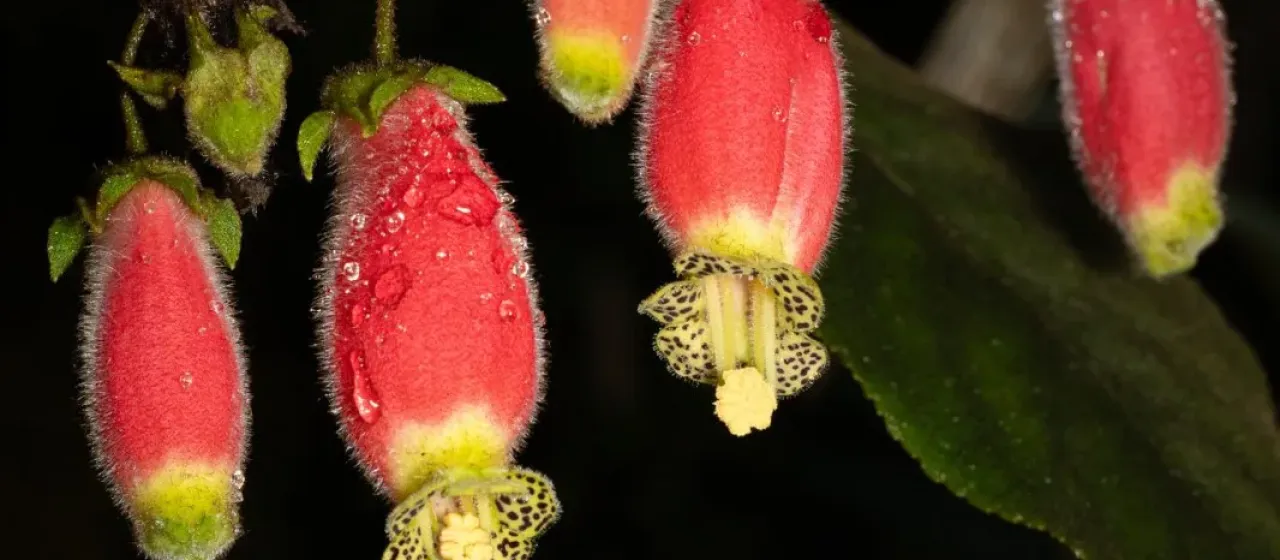Kohleria