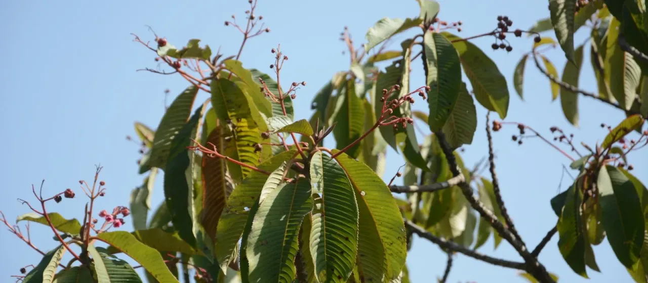 Saurauia napaulensis