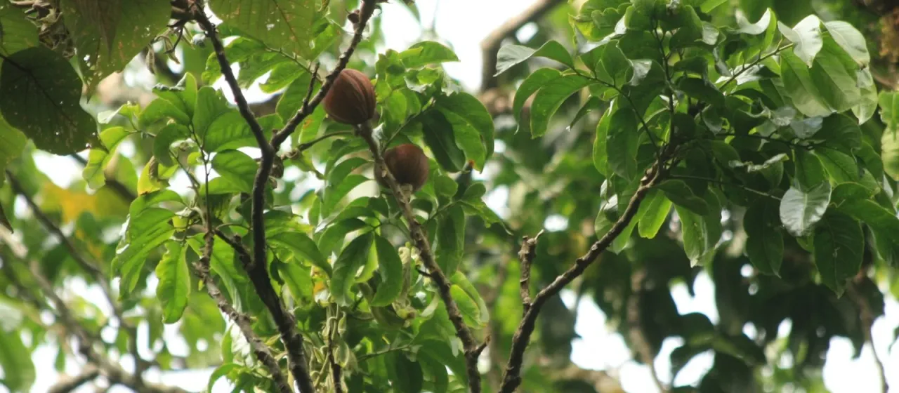 Dysoxylum gotadhora
