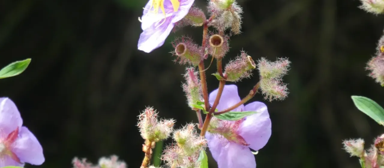 Osbeckia stellata