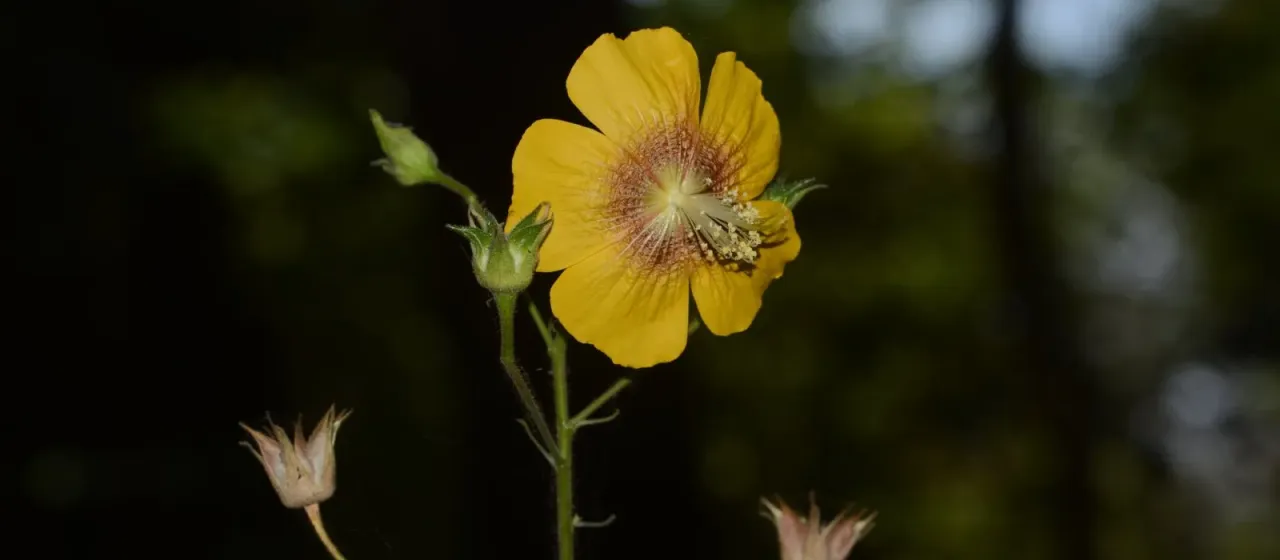 Abutilon persicum