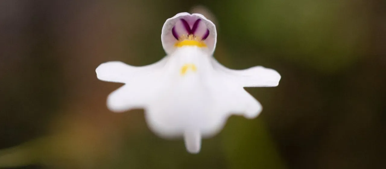 Utricularia brachiata