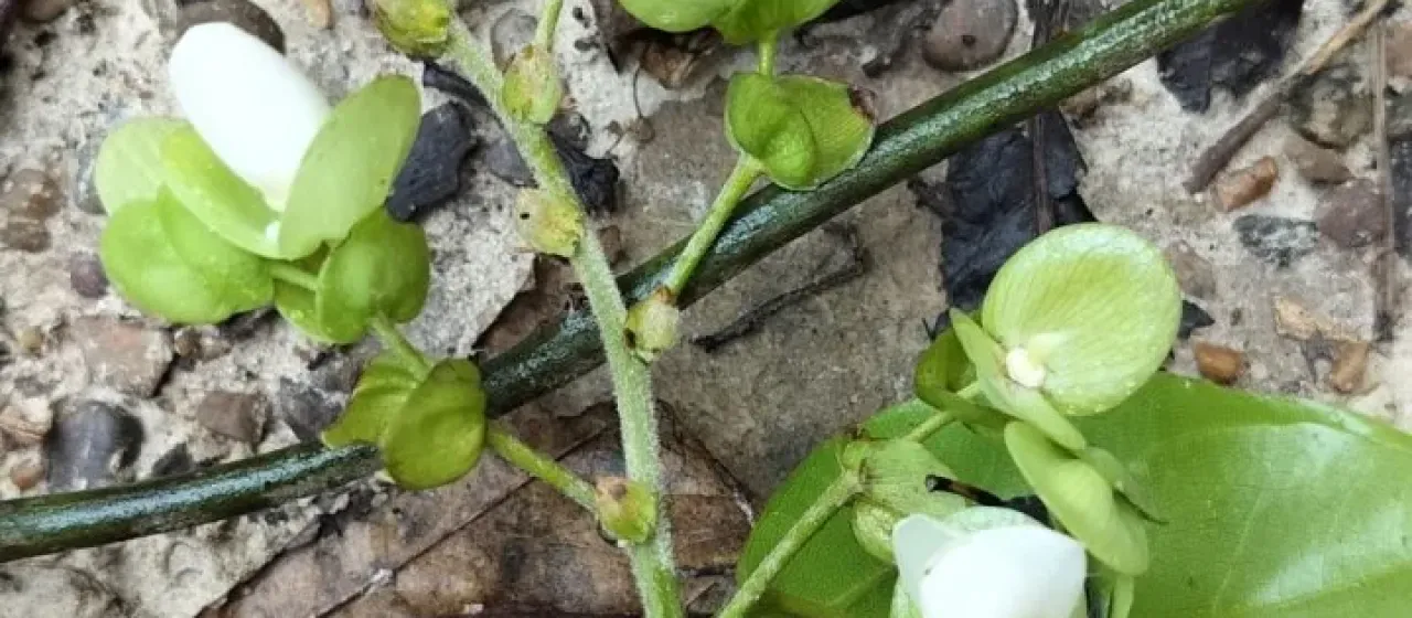 Dalhousiea bracteata