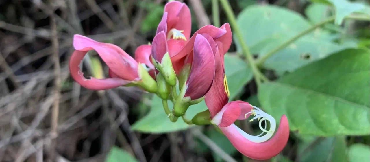 Apios carnea
