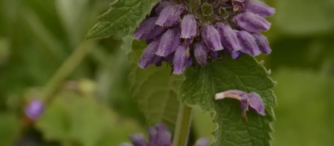 Phlomoides bracteosa