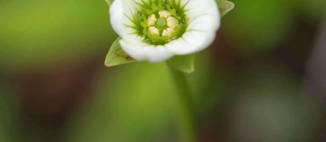 Cloud parnassia