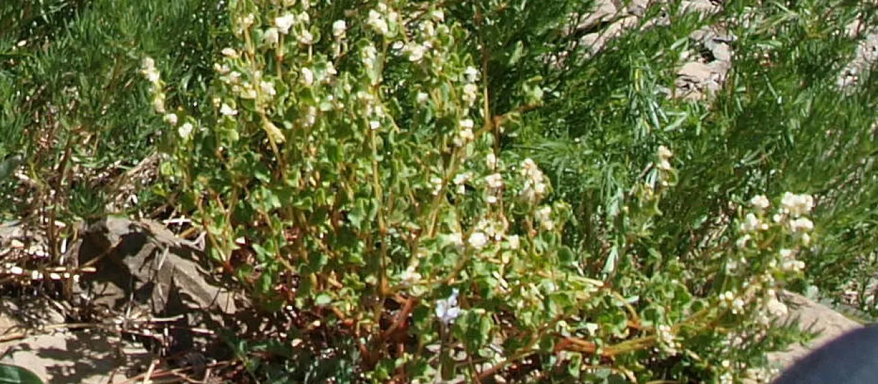 Koenigia tortuosa