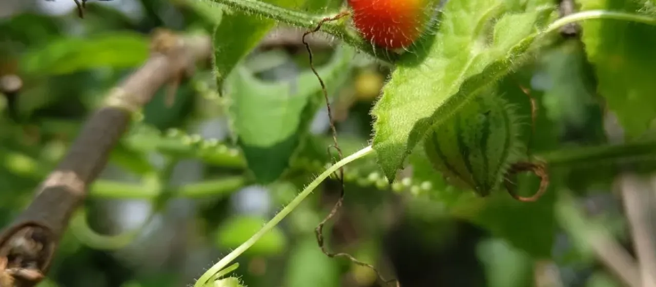 Kedrostis foetidissima