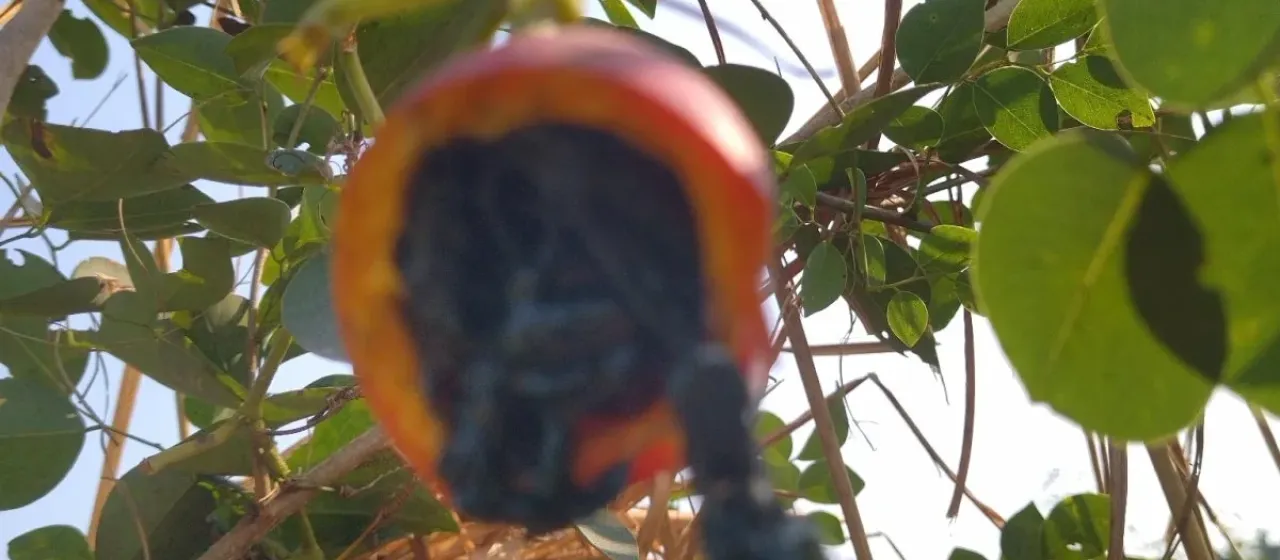 Trichosanthes tricuspidata