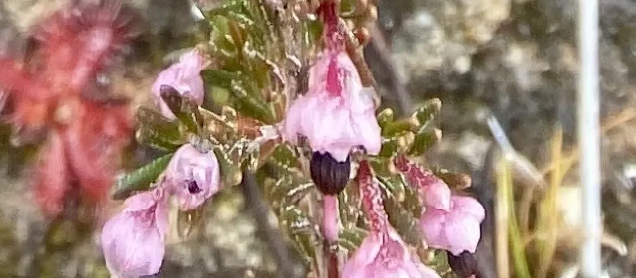 Erica placentiflora
