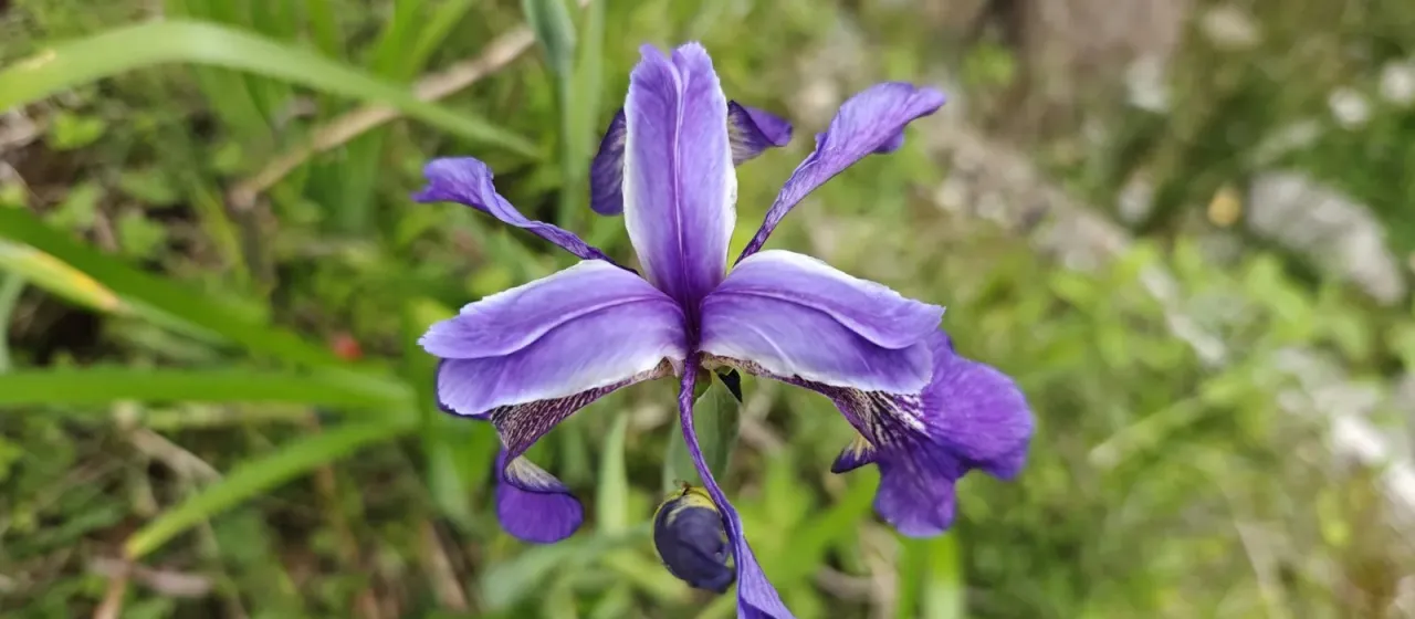 Iris clarkei