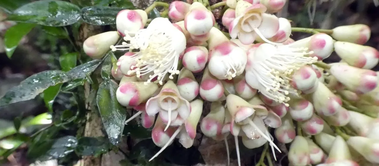 Syzygium cormiflorum