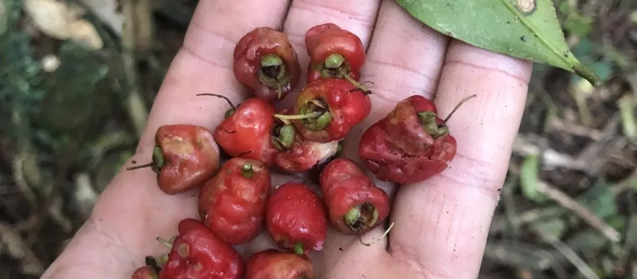 Sour cherry satinash