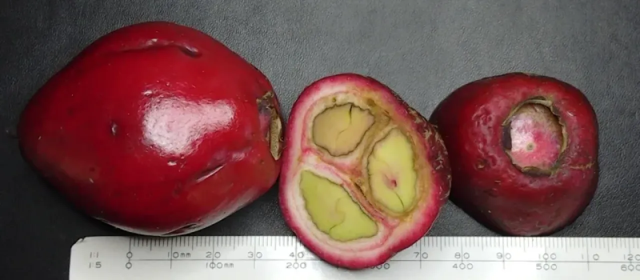 Syzygium erythrocalyx