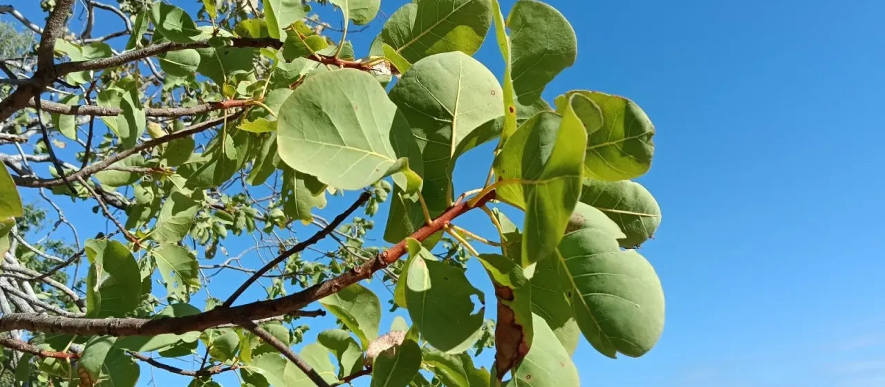 Kakadu plum