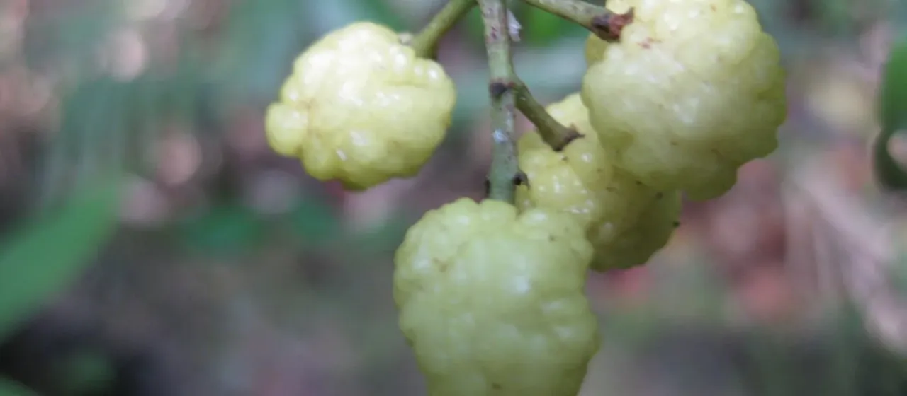 Lemon aspen