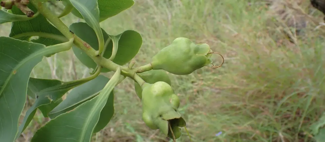 Planchonia careya