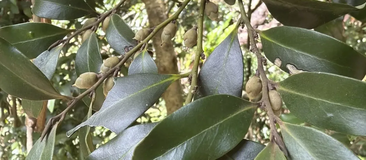 Black plum