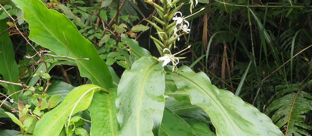 Hedychium stenopetalum