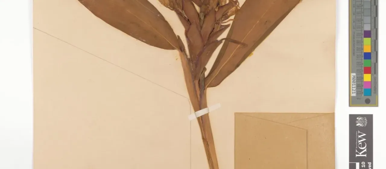 Hedychium deceptum