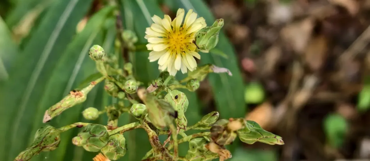 Indian lettuce