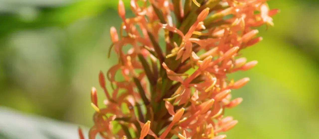 Hedychium densiflorum