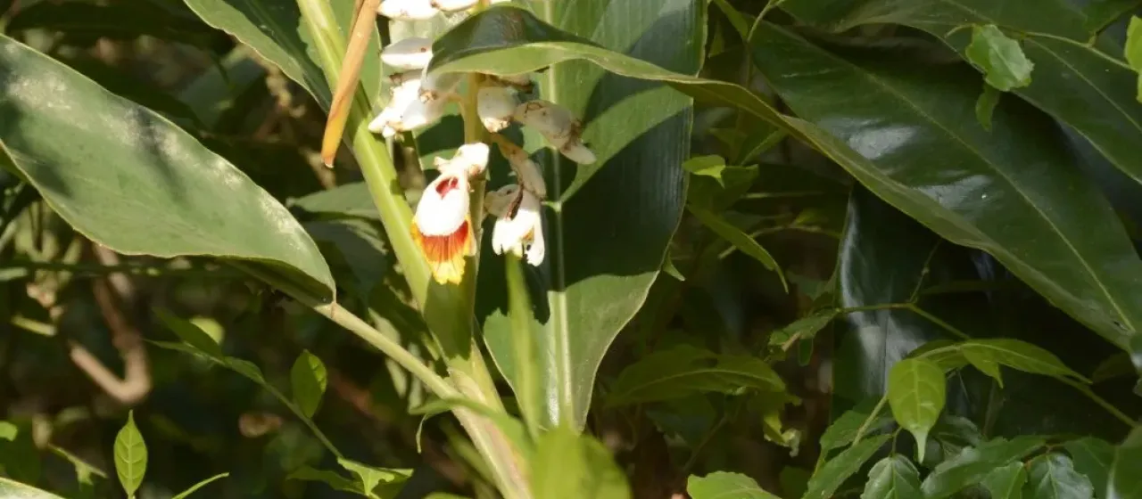 Alpinia malaccensis