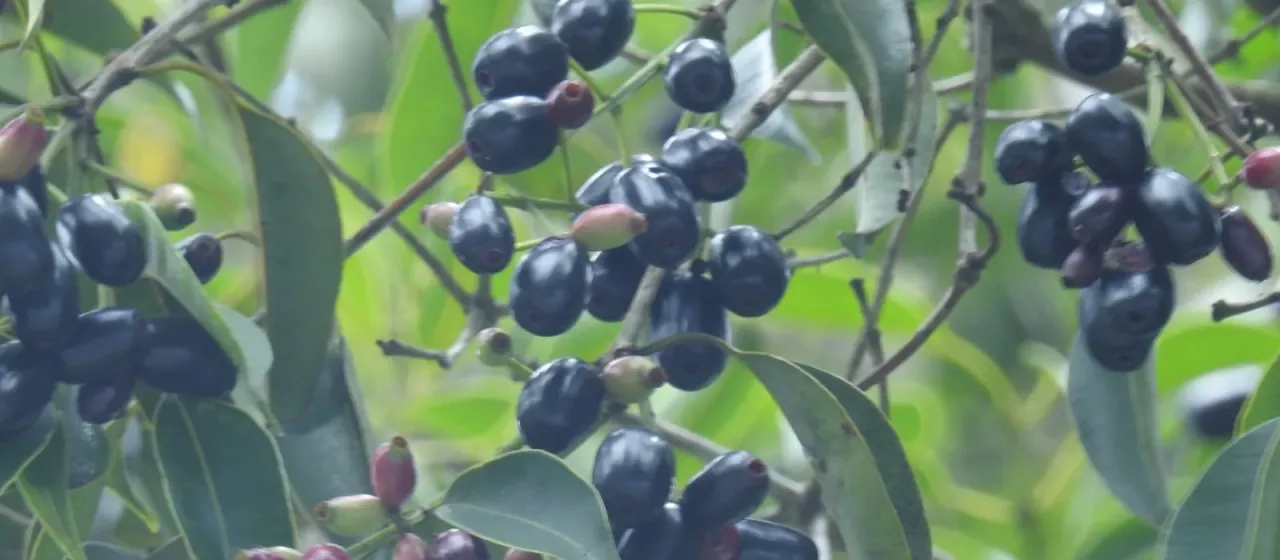 Syzygium densiflorum