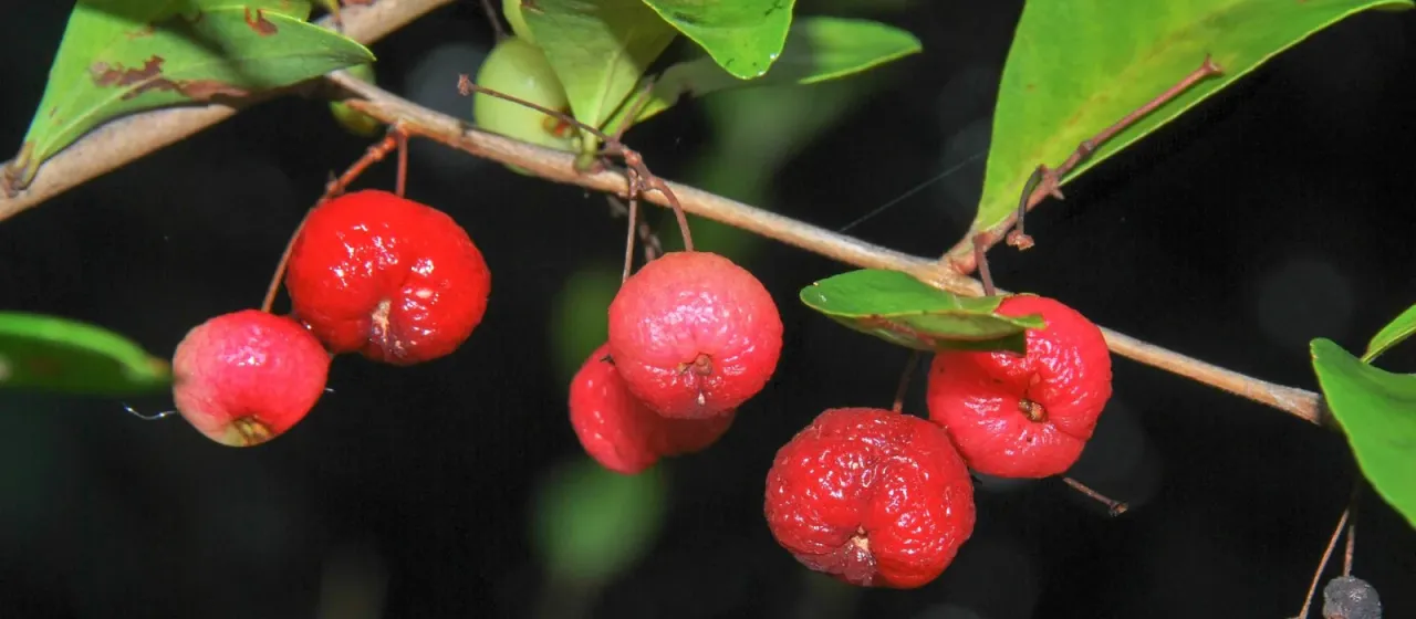 Eugenia inundata