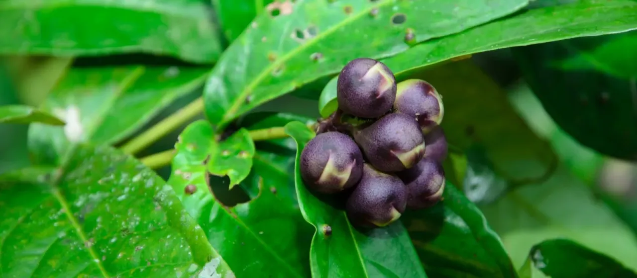 Syzygium formosum