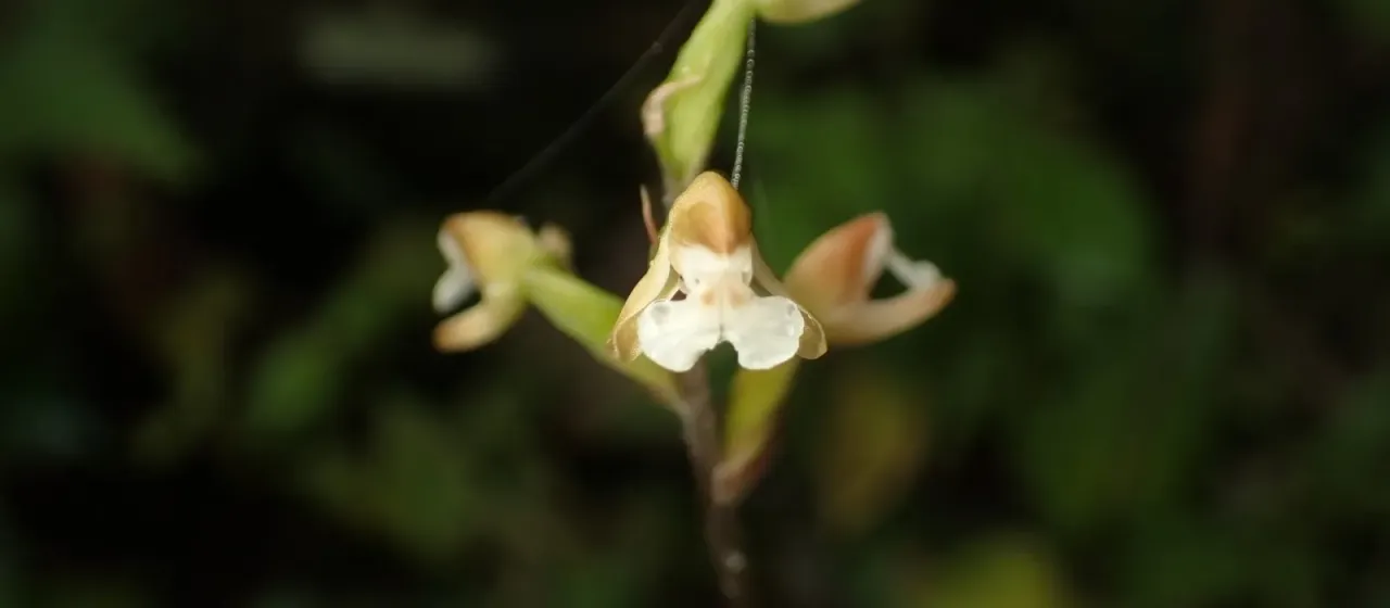 Zeuxine nervosa