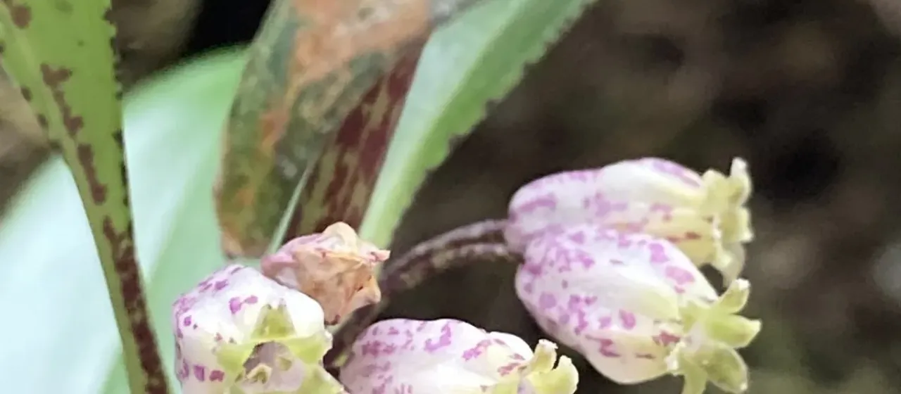 Купена точечная
