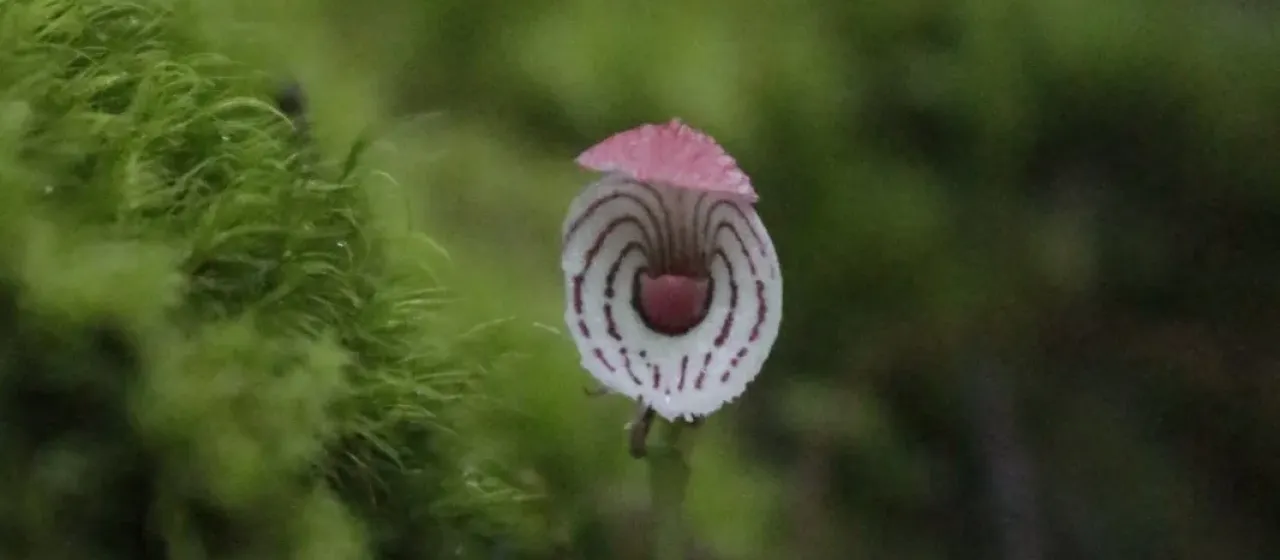Корибас гималайский
