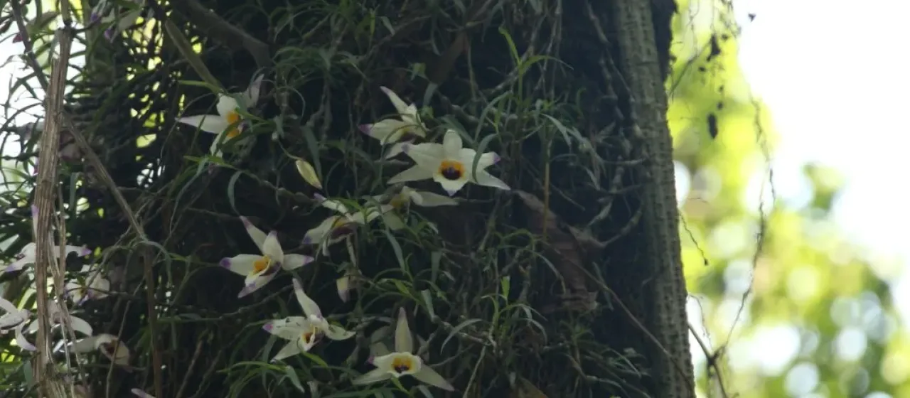 Dendrobium falconeri