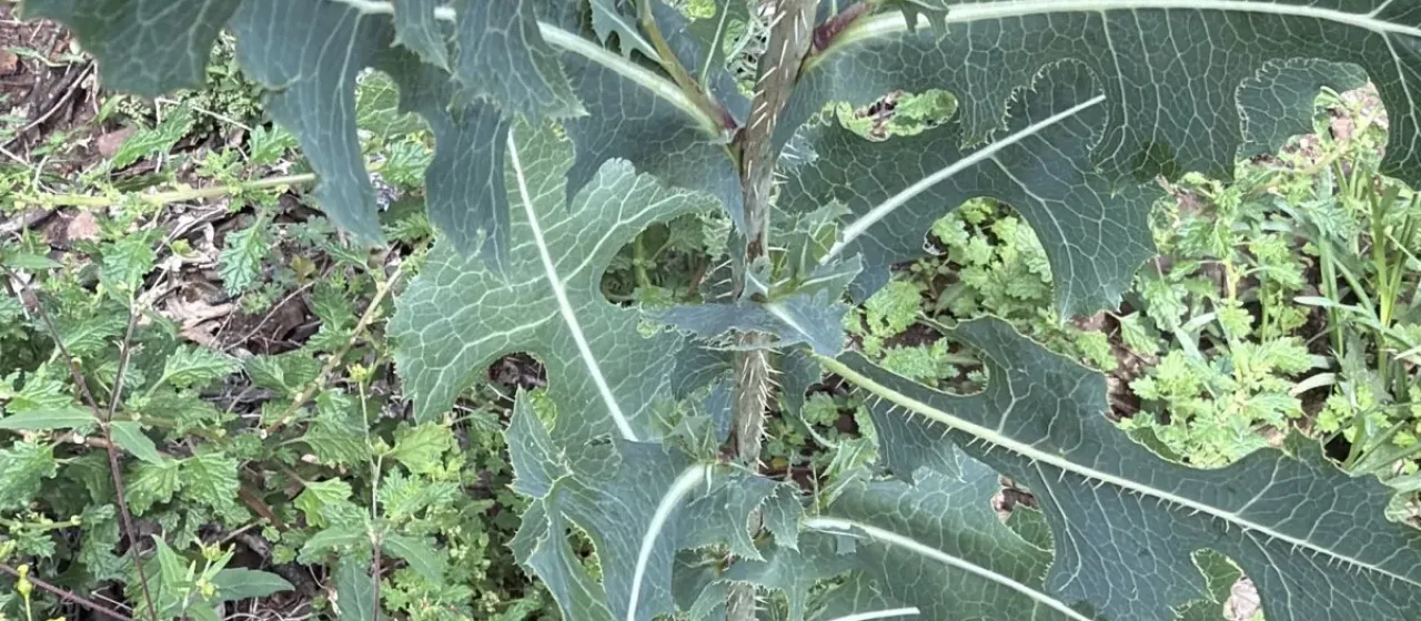 Prickly lettuce