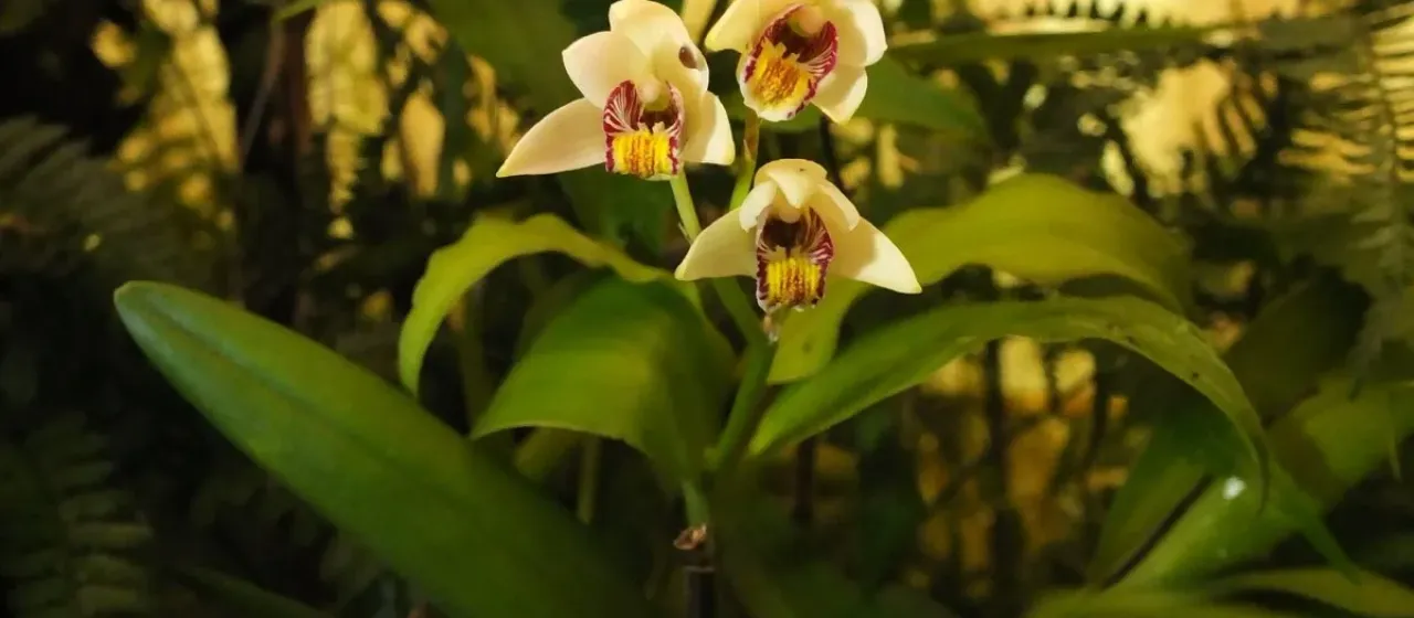 Eria coronaria