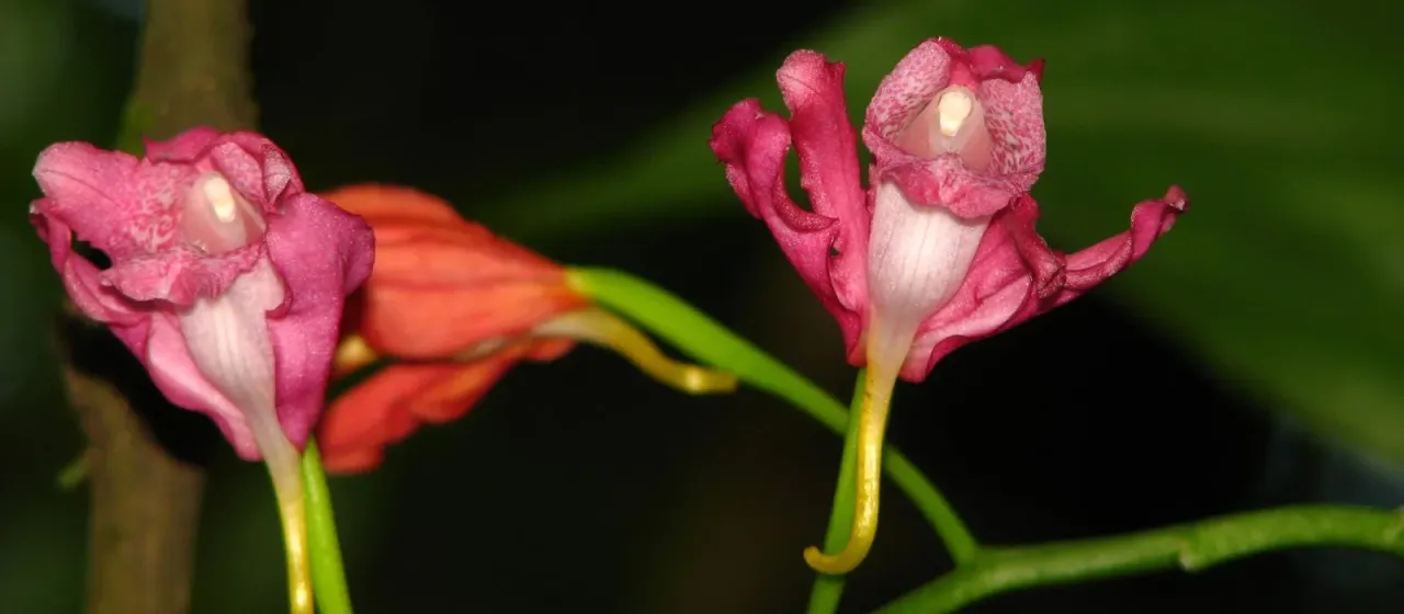 Phaius mishmensis