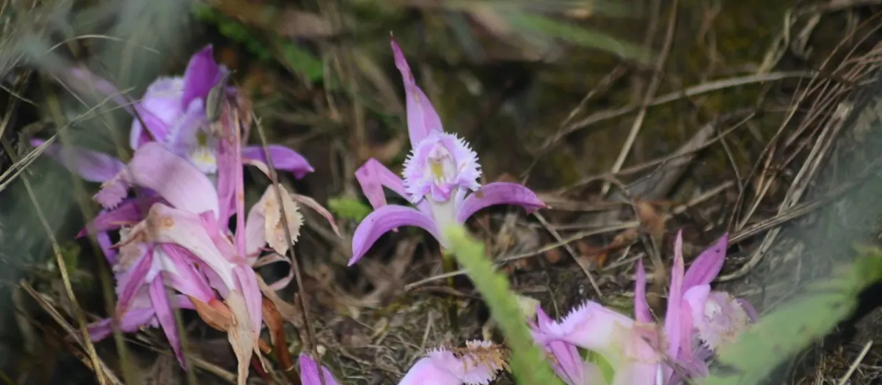 Pleione praecox
