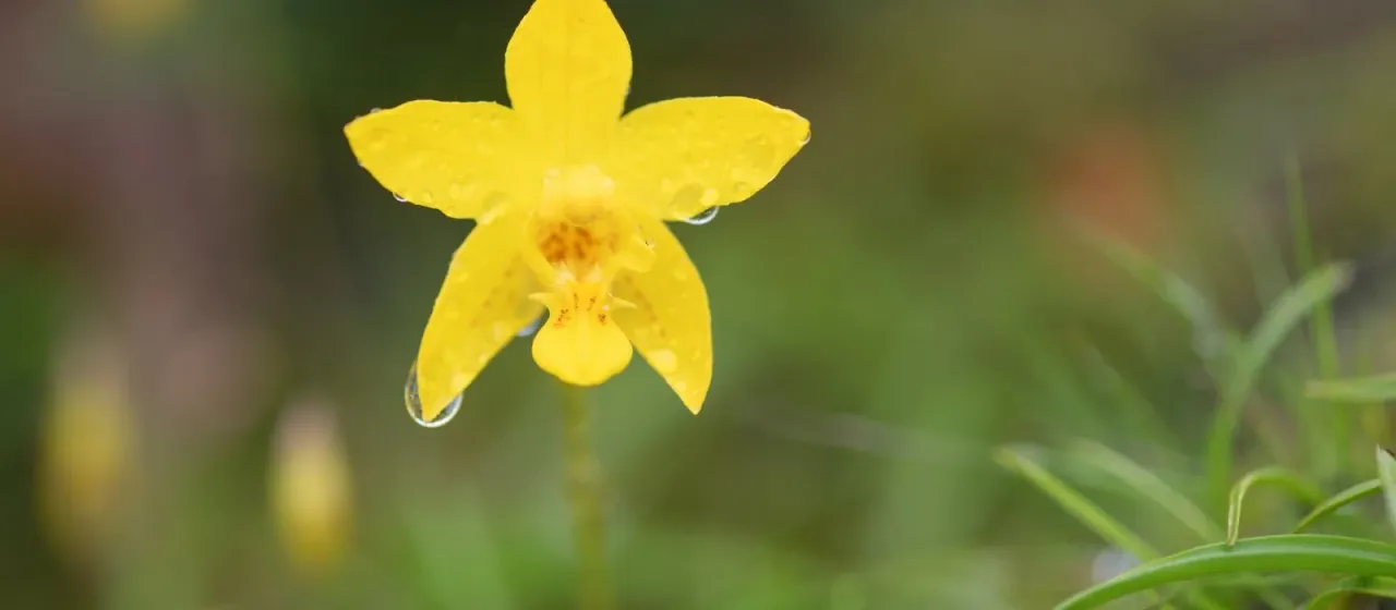 Spathoglottis ixioides